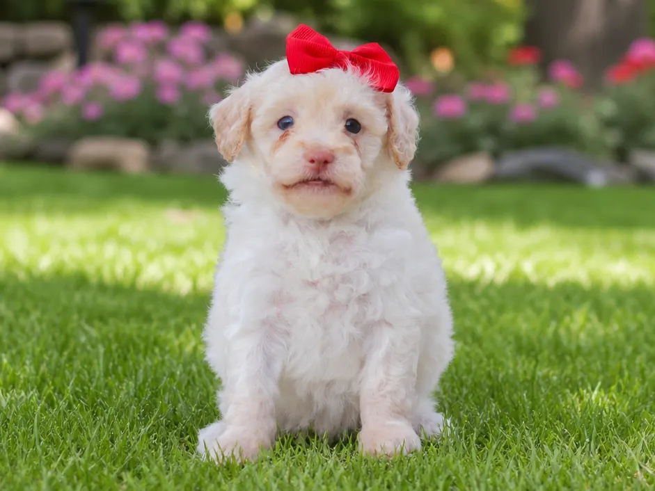 Bunny, mini Poodle puppy