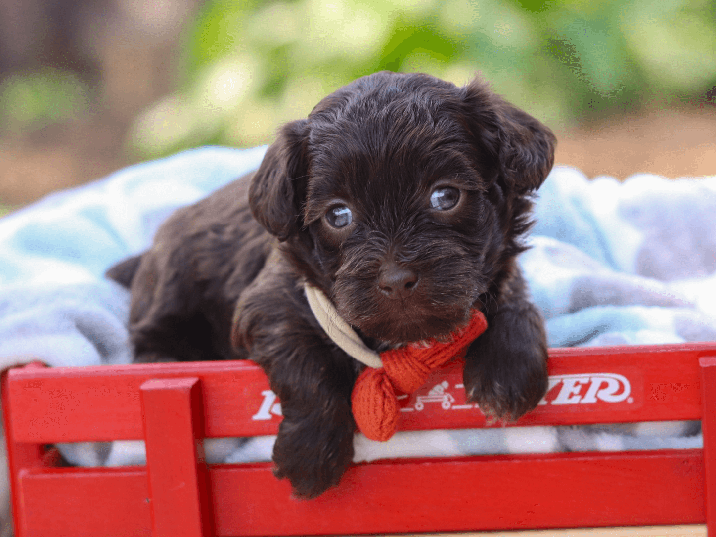 Tony, mini Poodle puppy