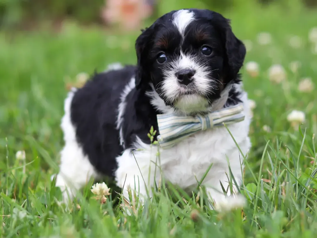 Cruz, tri-color Cavapoo puppy