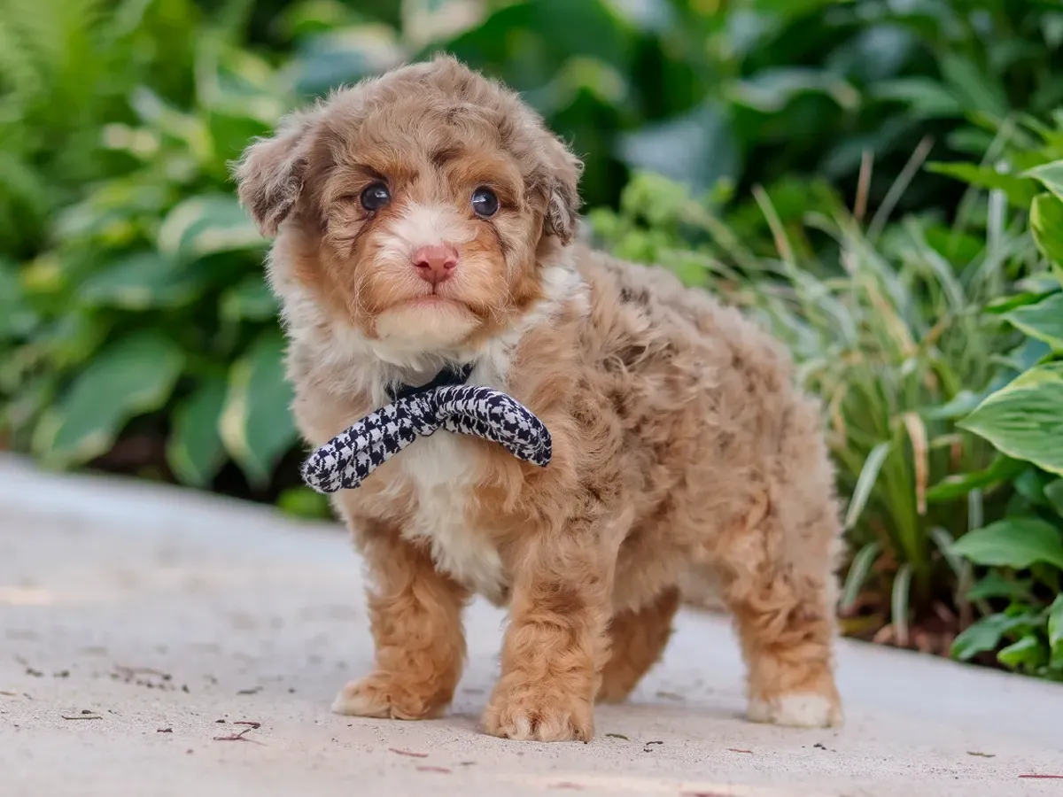 Burke, mini Poodle puppy