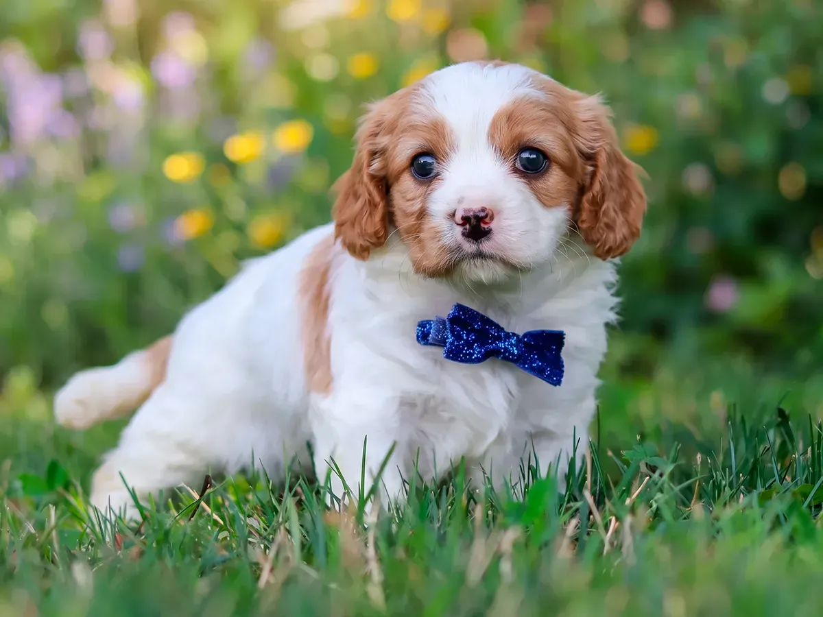 Alfie, white Cavapoo puppy
