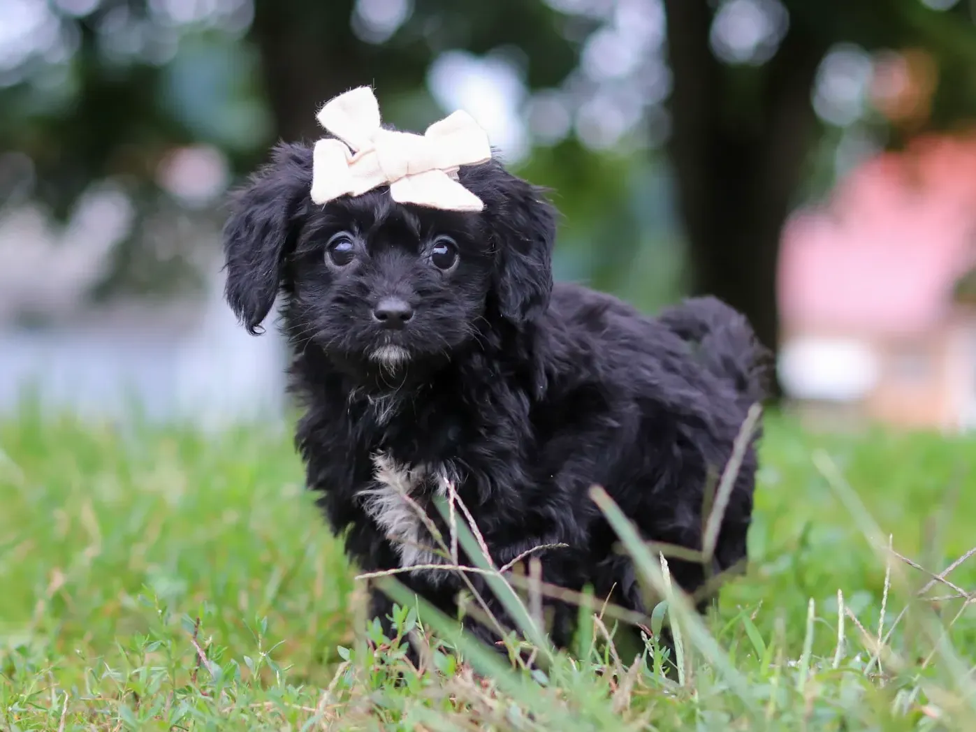Belle, black Cavapoo puppy