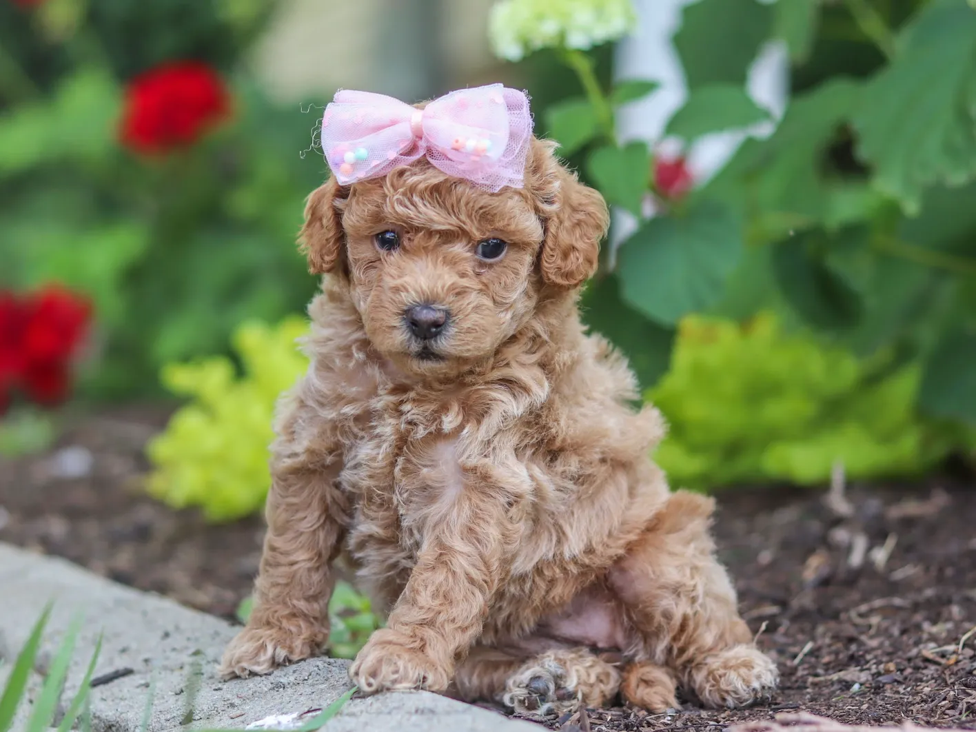 Clover, apricot Cavapoo puppy