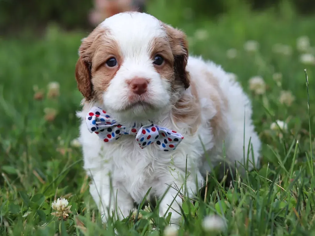 Easton, blenheim Cavapoo puppy