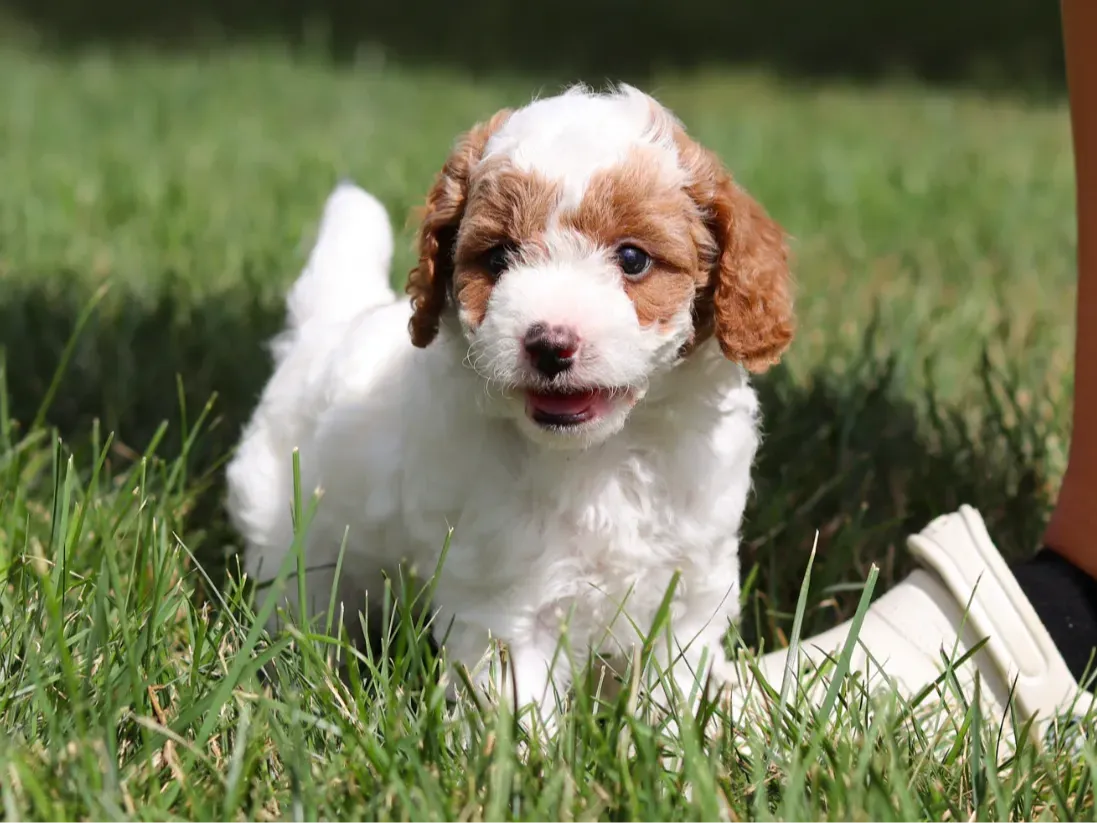 Keanu, white Cavapoo puppy