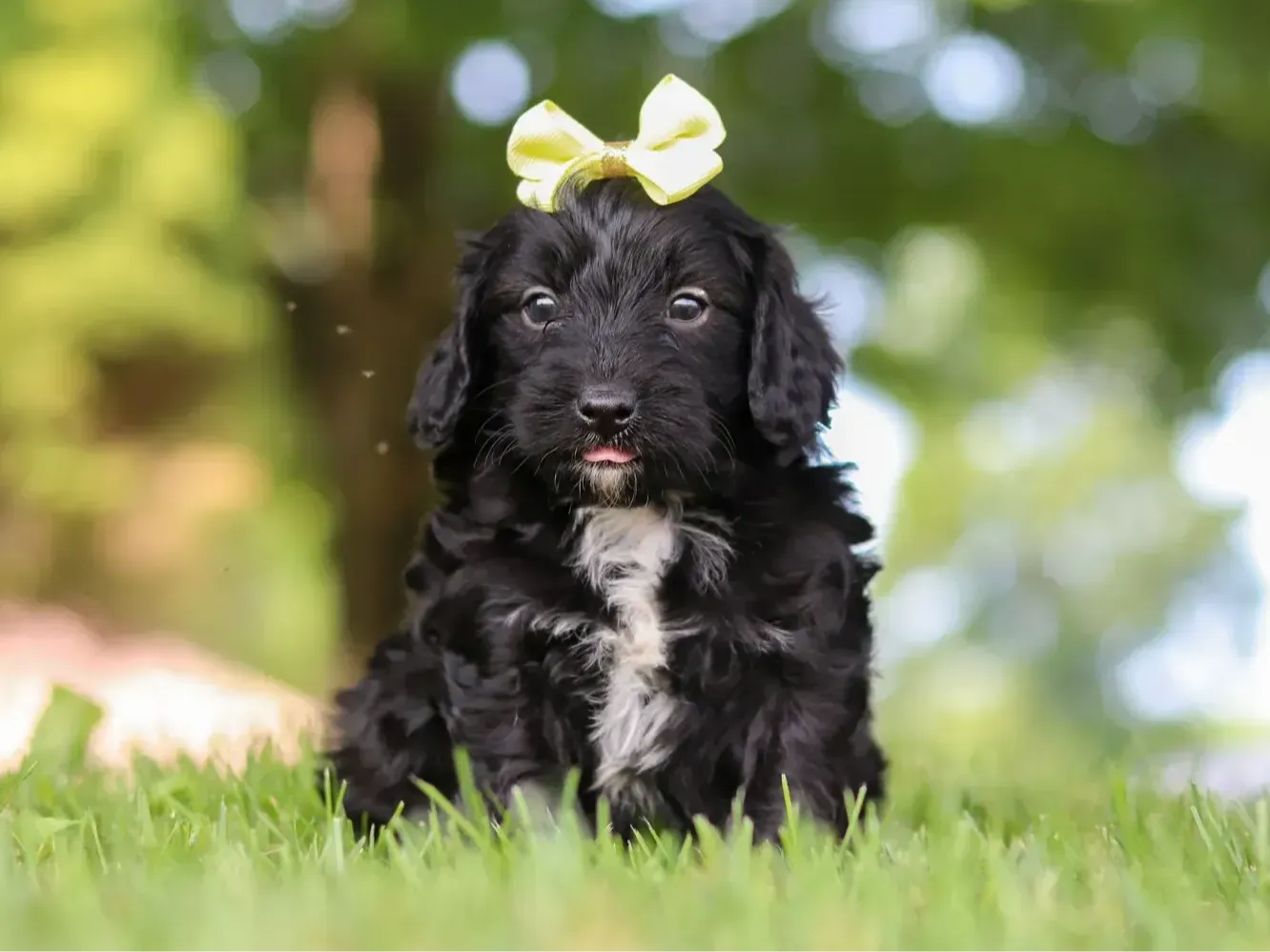 Niva, black Cavapoo puppy