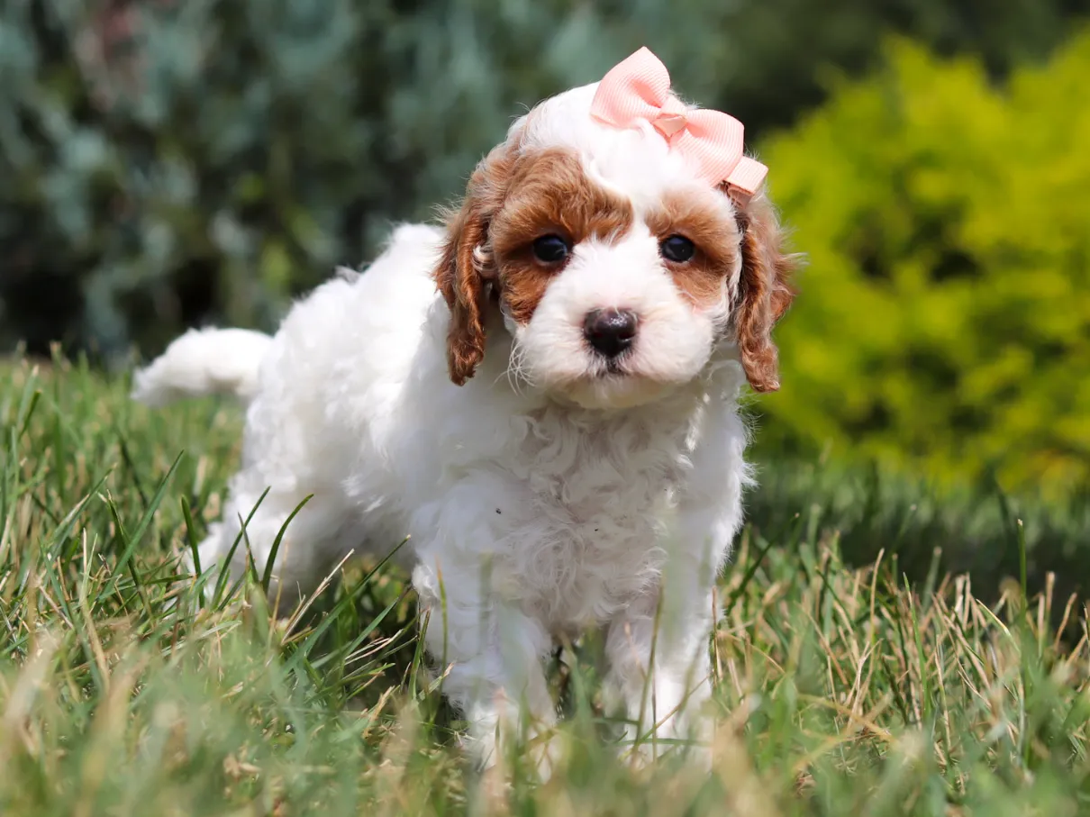 Novalee, white Cavapoo puppy