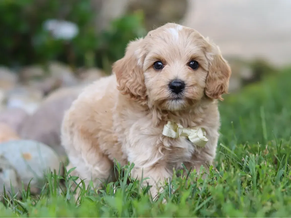 Tiger, cream Cavapoo puppy