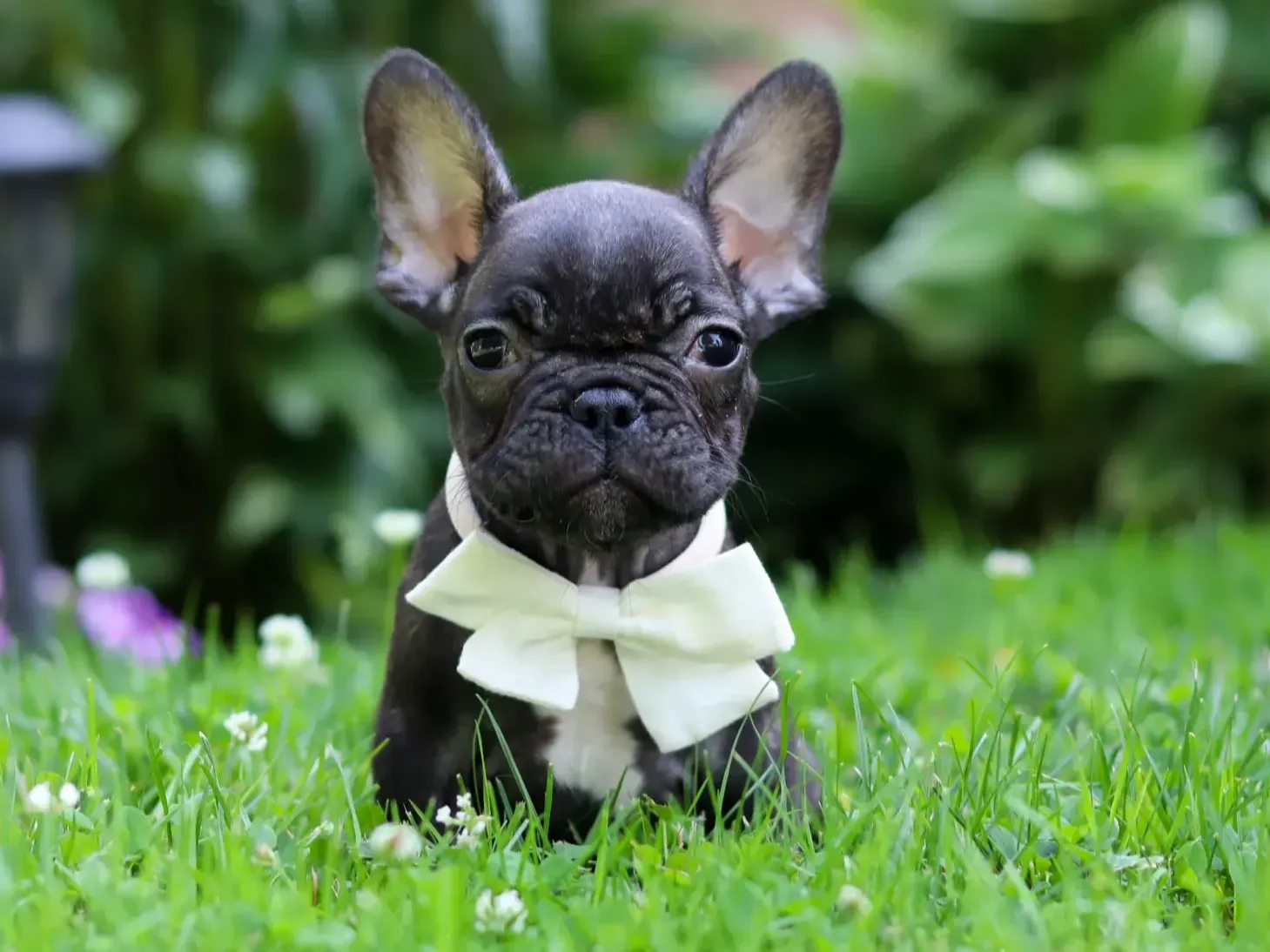 Clark, smooth coat French Bulldog
