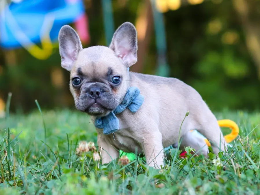 Ezra, smooth coat French Bulldog