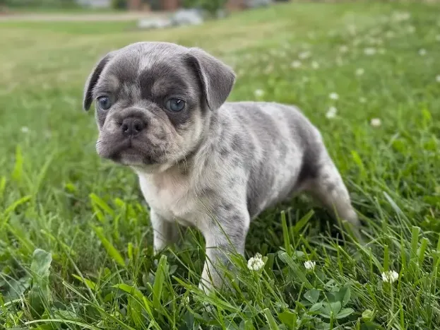 Shepherd, smooth coat French Bulldog