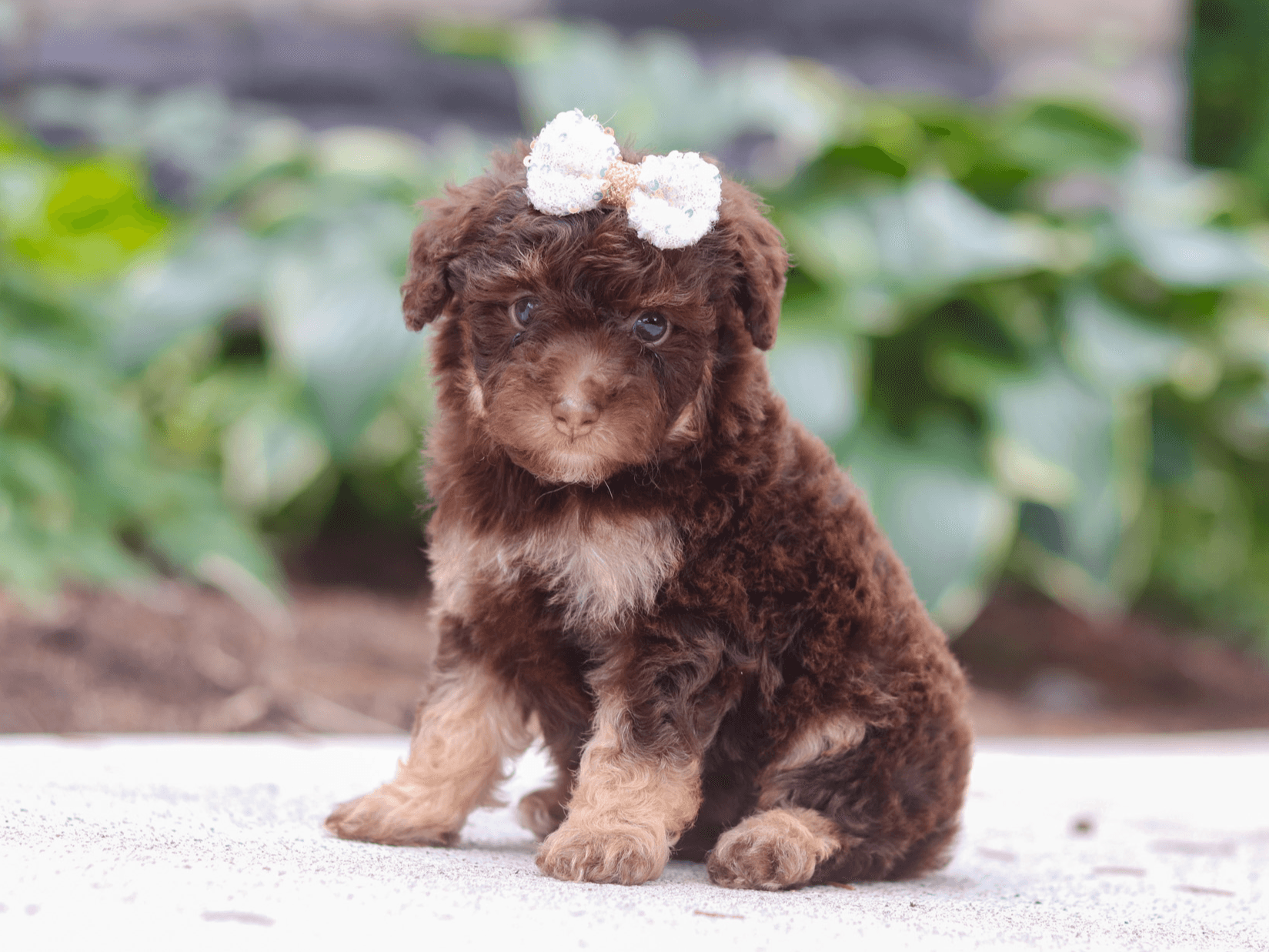 Presley, mini Poodle puppy