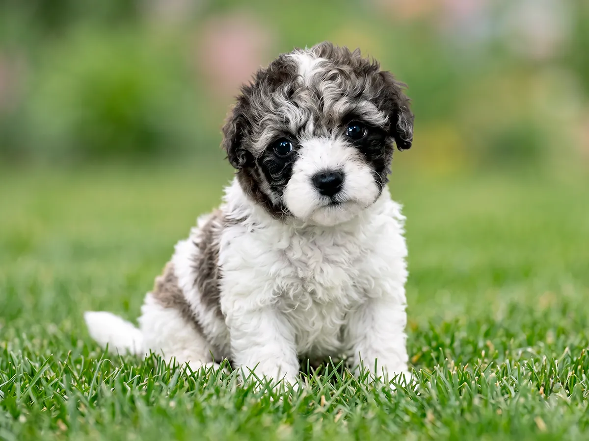 Rainey, mini Poodle puppy