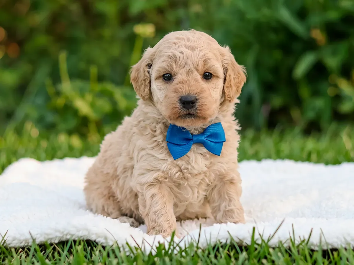 Walker, toy Poodle puppy