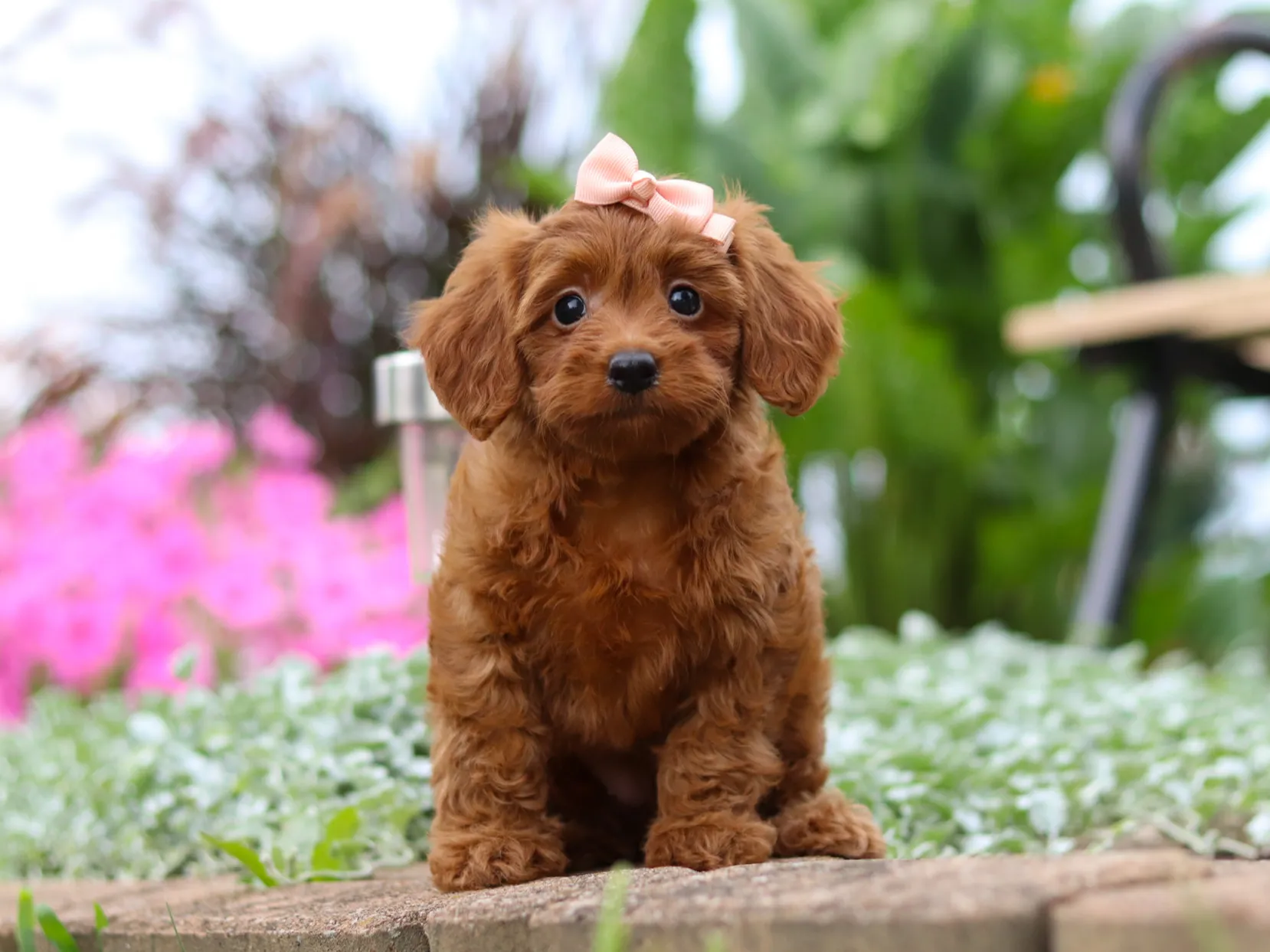Miranda, red Cavapoo puppy